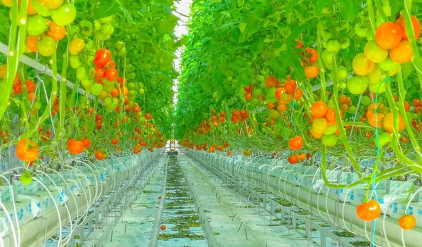 Bir şube sera büyüyen olgun doğal domates