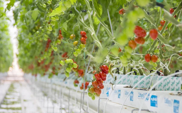 Tomates naturais maduros — Fotografia de Stock