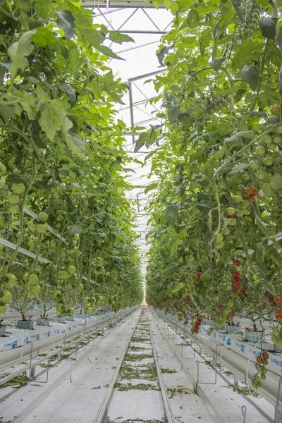 Reife natürliche Tomaten — Stockfoto