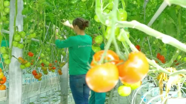 Kvinnliga arbetare i växthus — Stockvideo
