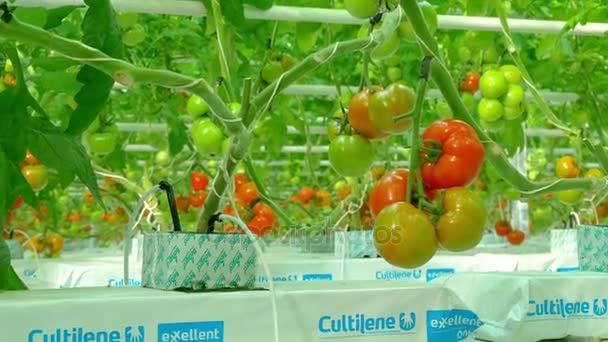 Hydroponic planten in kas — Stockvideo