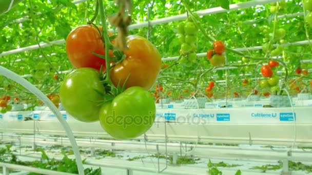 在温室水培植物 — 图库视频影像