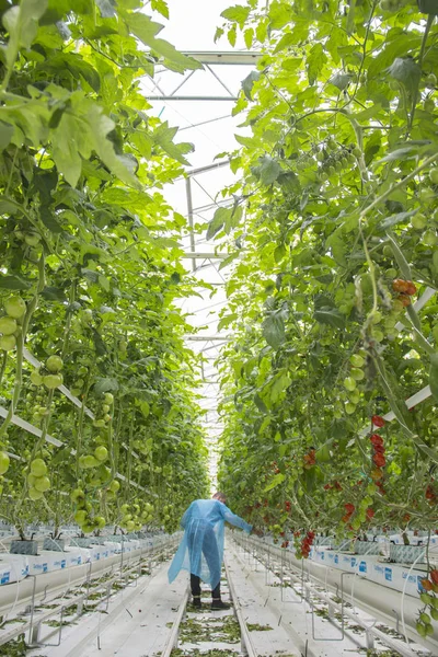 Männliche Arbeiter im Gewächshaus — Stockfoto