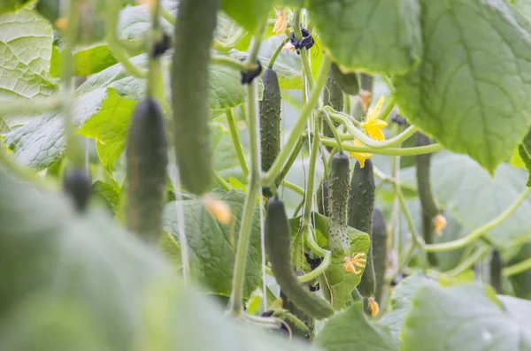 Endüstriyel ölçekte bir salatalık büyüyen 
