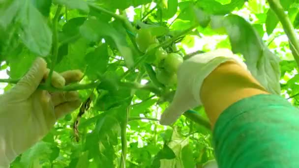 Female worker in greenhouse — Stock Video