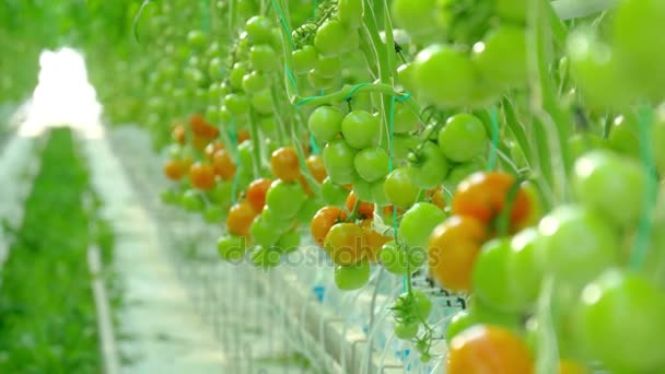 Tomates naturales maduros — Vídeo de stock