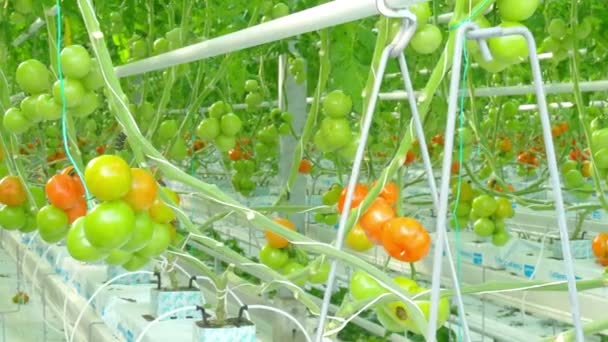 Rijpe natuurlijke tomaten — Stockvideo