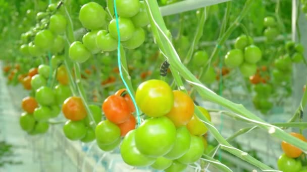 Tomates naturais maduros — Vídeo de Stock