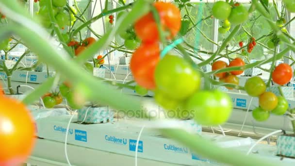 Hydroponic planten in kas — Stockvideo