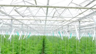 Endüstriyel ölçekte bir salatalık büyüyen 