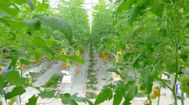 Olgun doğal domates  