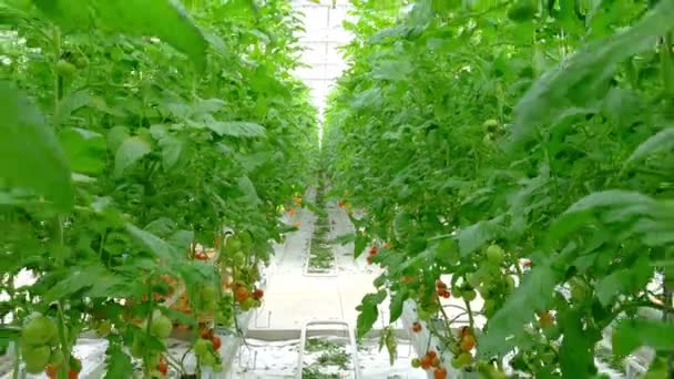 Tomates naturais maduros — Vídeo de Stock