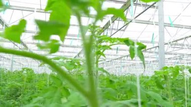 Domates hydroponic bitkiler satırları 