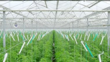 Domates hydroponic bitkiler satırları 