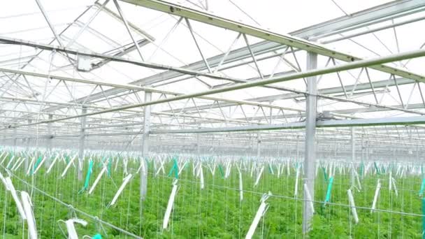 Řádky hydroponické rostliny rajčete — Stock video