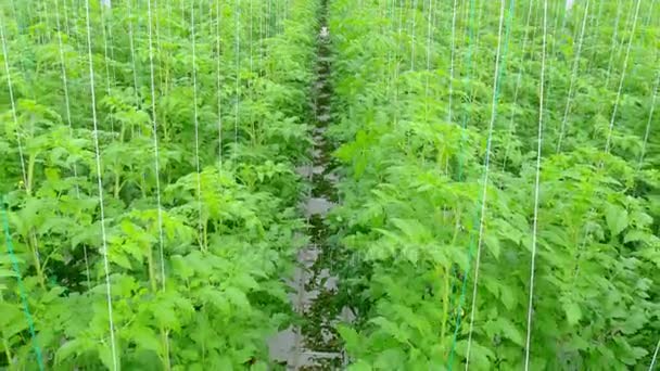 Rijen van tomaat hydrocultuur planten — Stockvideo