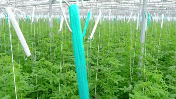 Baris tanaman hidroponik tomat — Stok Video