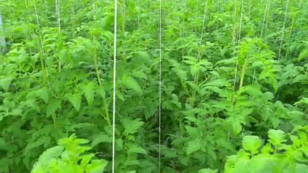 Rows of tomato hydroponic plants — Stock Video