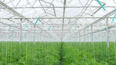 Domates hydroponic bitkiler satırları 