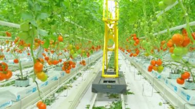 domates hydroponic bitkiler sera içinde satırları 
