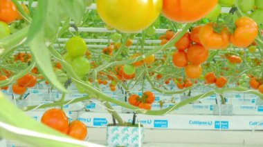 domates hydroponic bitkiler sera içinde satırları 
