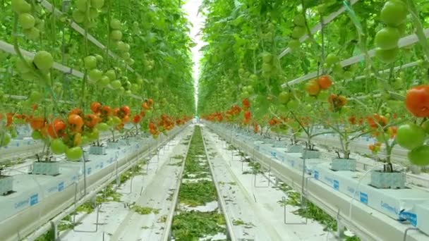 Hileras de plantas hidropónicas de tomate en invernadero — Vídeos de Stock