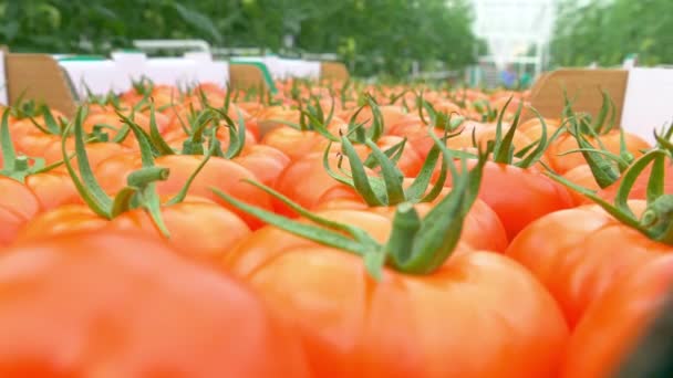 Maturare pomodori naturali che crescono su un ramo — Video Stock
