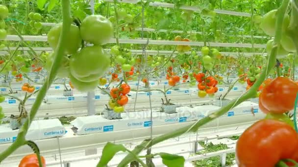 Wiersze hydroponicznych roślin pomidorów w szklarni — Wideo stockowe