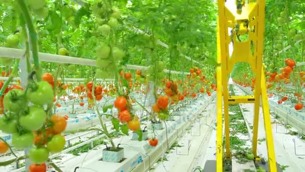Hileras de plantas hidropónicas de tomate en invernadero — Vídeos de Stock