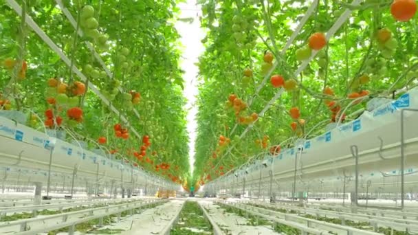 Tomatenreihen im Gewächshaus — Stockvideo