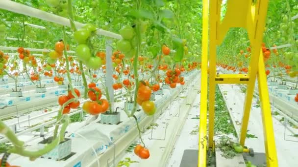 Rangées de tomates plantes hydroponiques en serre — Video