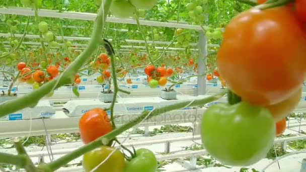在温室番茄水培植物的行 — 图库视频影像