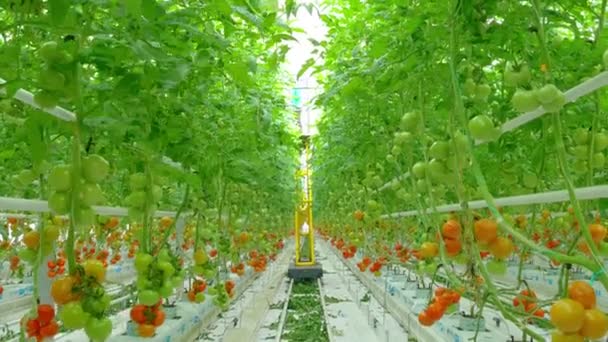 Mogna naturliga tomater som växer på en gren — Stockvideo