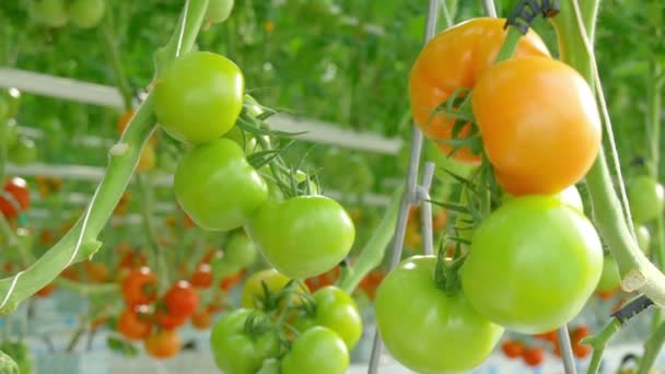 Rangées de tomates plantes hydroponiques en serre — Video