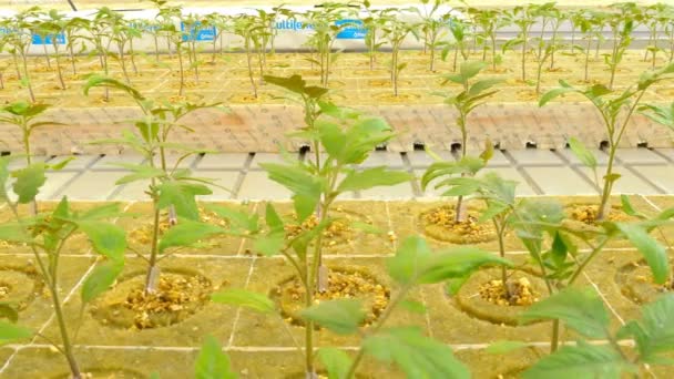 Filas de plantas de tomate — Vídeos de Stock