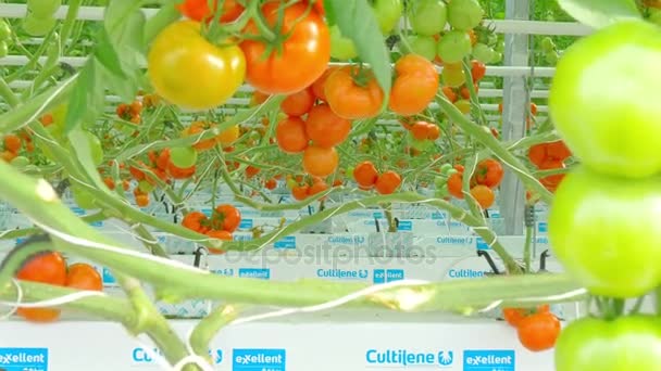 Hileras de plantas hidropónicas de tomate en invernadero — Vídeo de stock