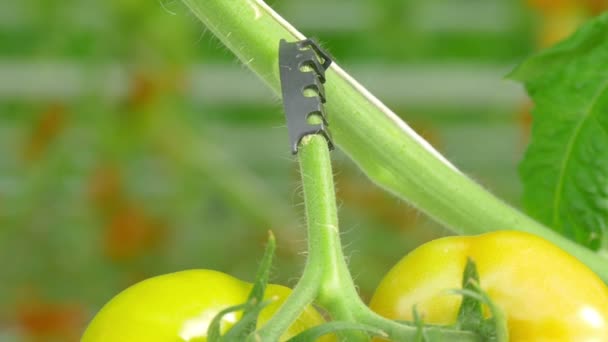 Rijpe natuurlijke tomaten groeien op een tak — Stockvideo