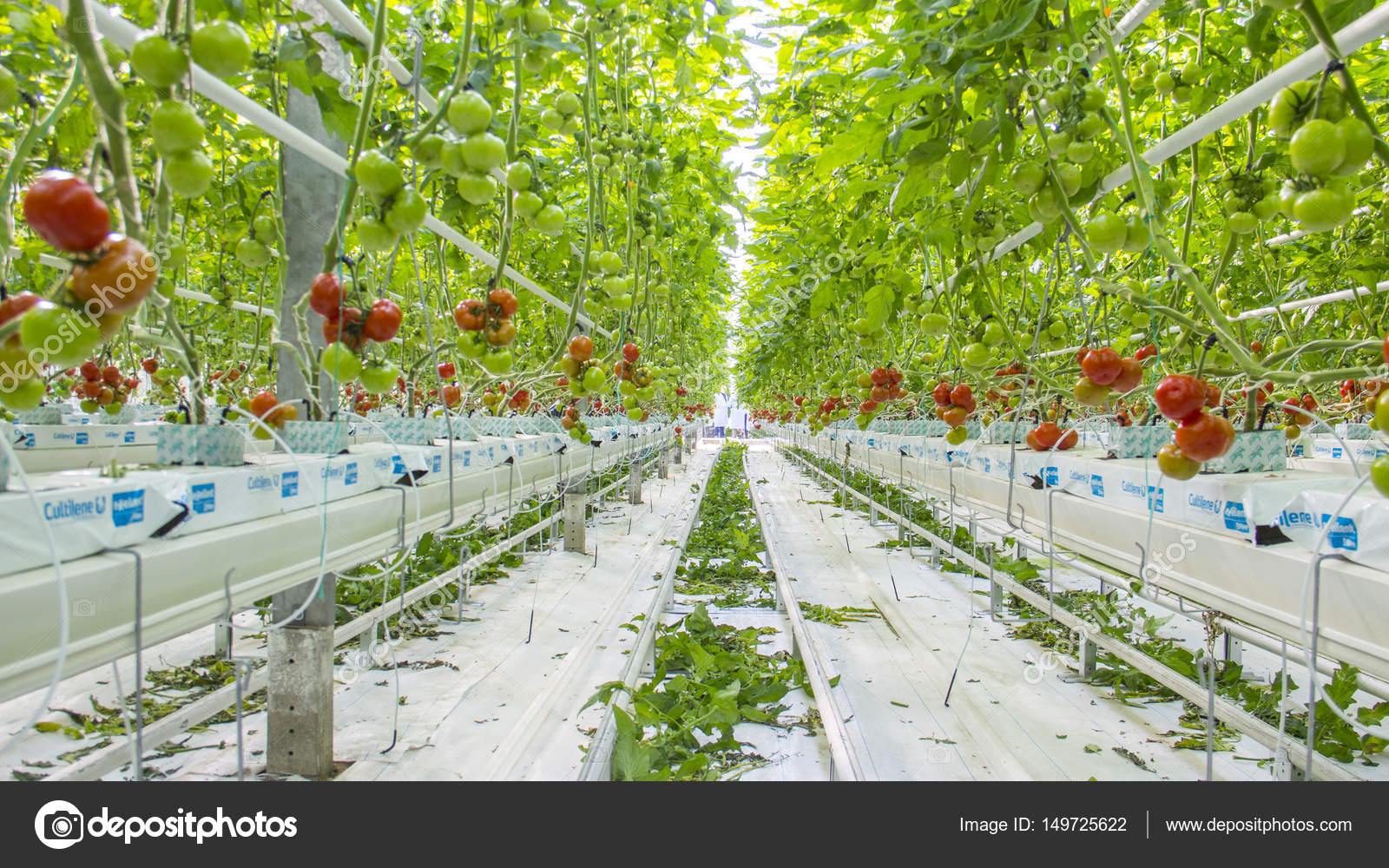 El Cultivo De Tomates Hidropnicos Monografias Com El Cultivo De Tomates Hidropnicos Monografias Com