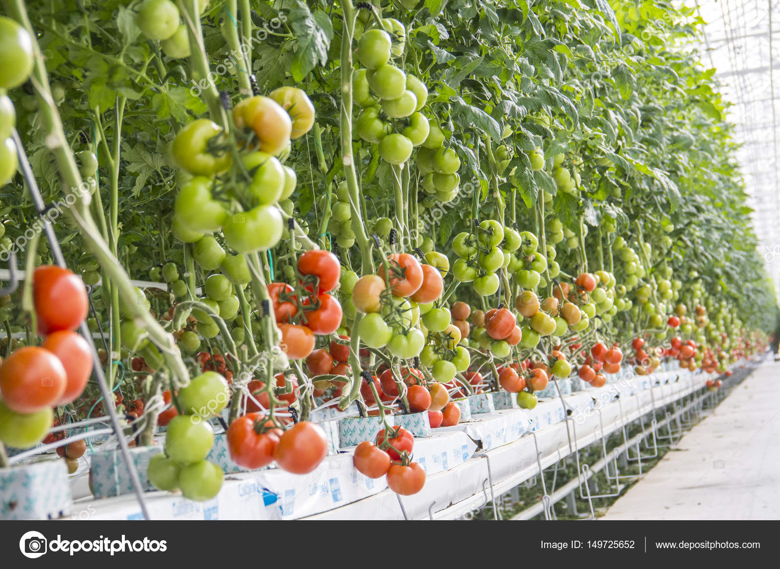 Cultivo Hidroponico De Tomate Pdf Cultivo Hidroponico De Tomate Pdf