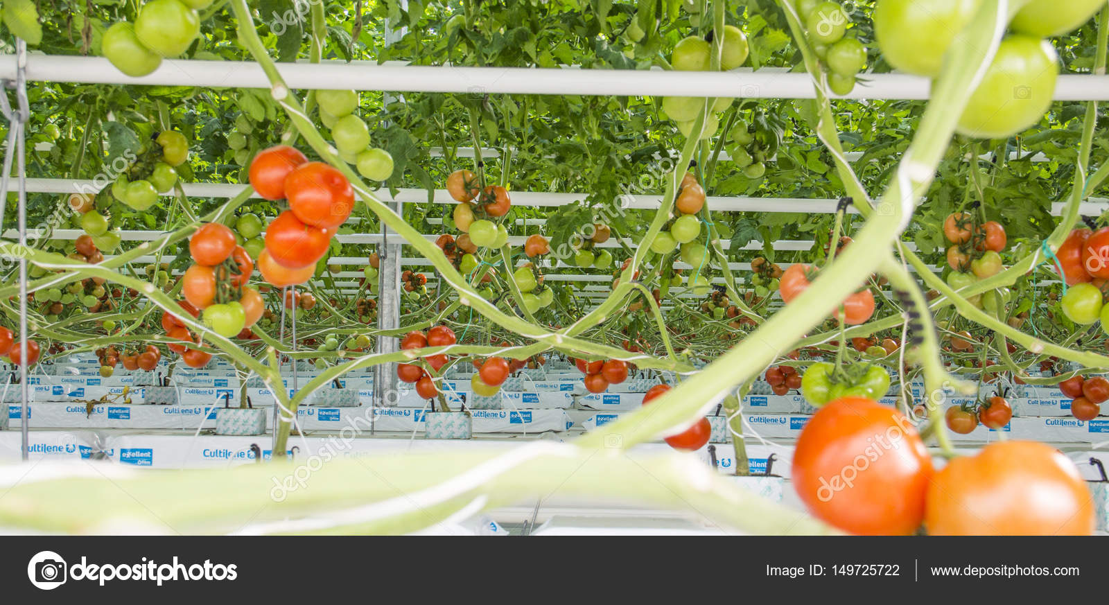 Cultivo De Tomate Hidropnico Revista Horticultivos Cultivo De Tomate Hidropnico Revista Horticultivos