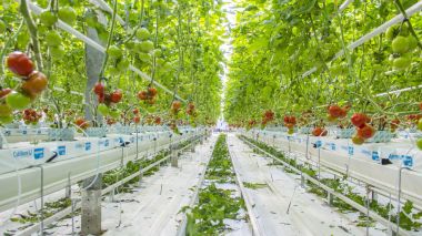Rows of tomato hydroponic plants  clipart