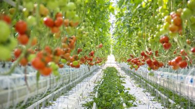 Domates hydroponic bitkiler satırları 
