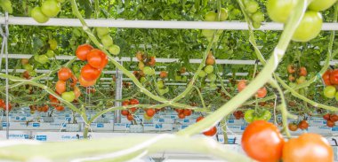 Domates hydroponic bitkiler satırları 