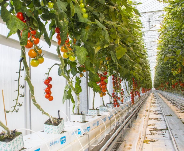 Reihen von Tomaten hydroponischen Pflanzen — Stockfoto