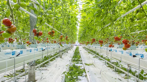 Filas de plantas hidropónicas de tomate — Foto de Stock