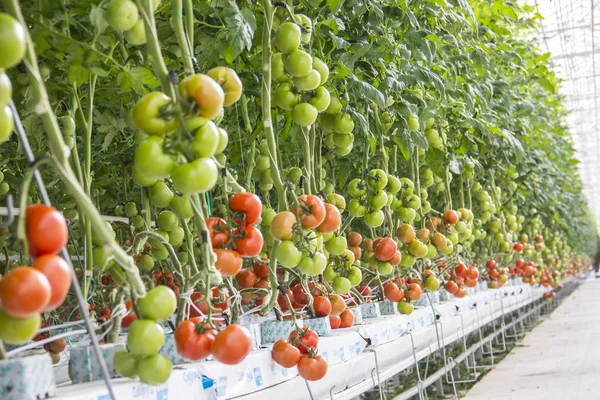 Linhas de plantas hidropônicas de tomate — Fotografia de Stock