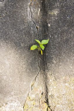 Gri duvar yapraklarda 