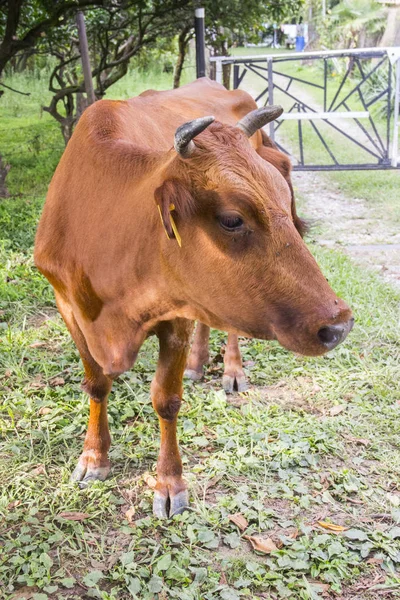 Όμορφη αγελάδα στο Λιβάδι — Φωτογραφία Αρχείου