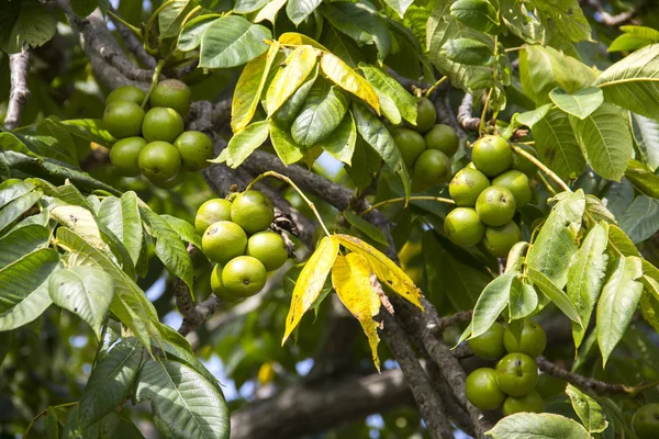 Yeşil ceviz ağacı üzerinde 