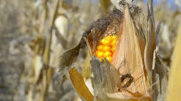 Pole kukurydzy suchej — Wideo stockowe